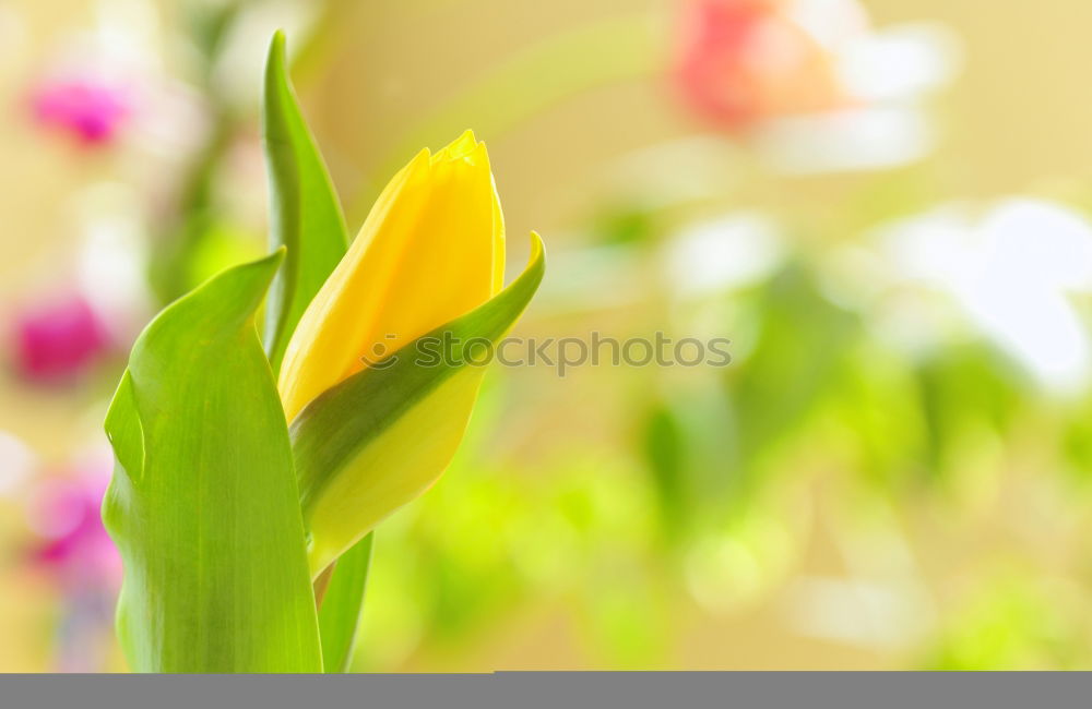 Similar – Spring flowers on a yellow surface