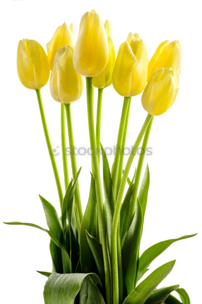 Similar – Foto Bild Tulipa Tulpe Blumenstrauß