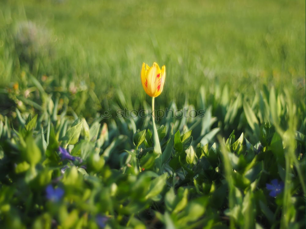 Similar – Mohnblume im Kornfeld Feld