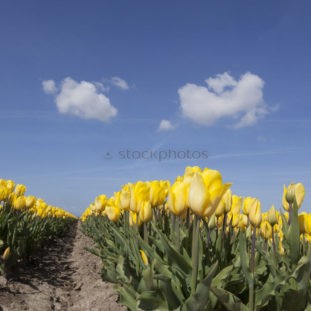 Similar – Image, Stock Photo Happy Easter Nature Sky