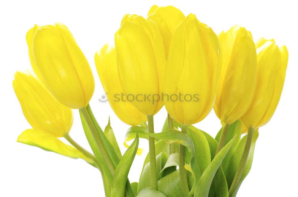 Similar – spring Tulip Spring fever