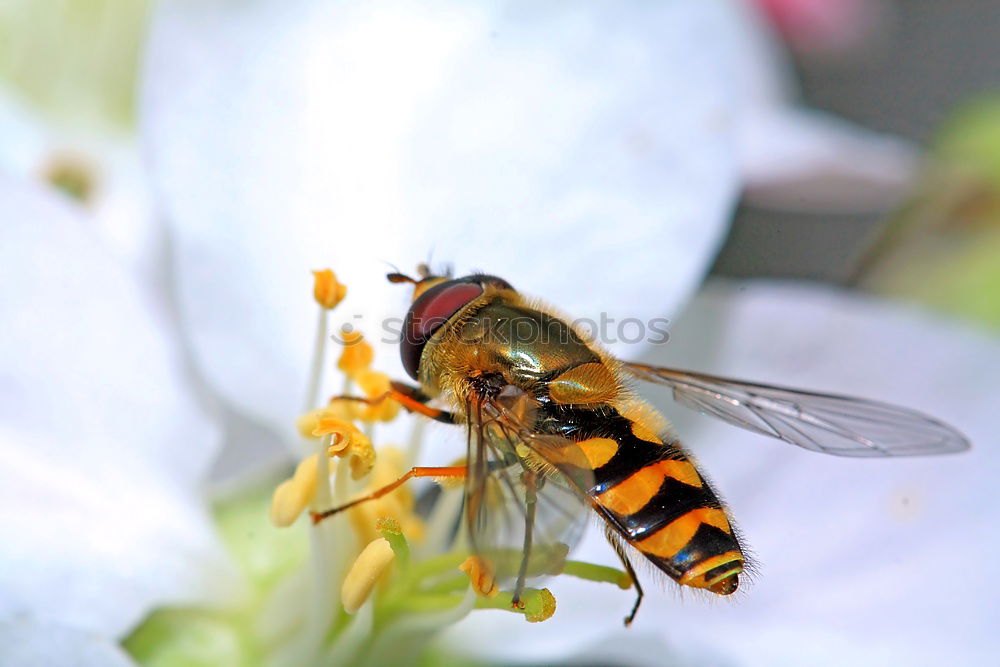 Zuckerschlecker Natur