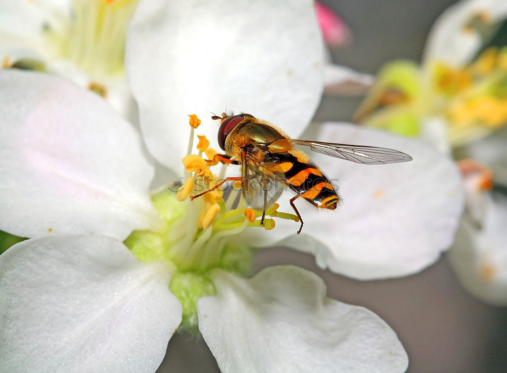 Similar – Zuckerschlecker Natur