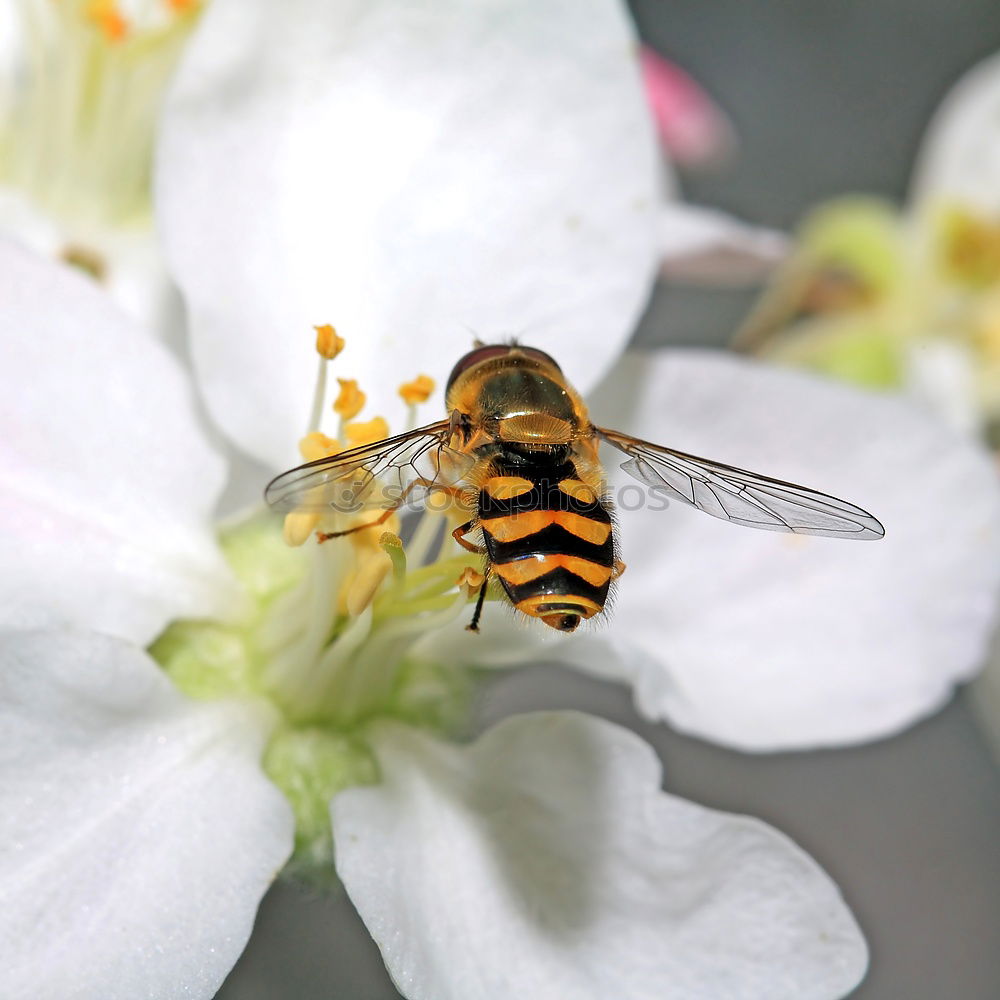 Similar – Zuckerschlecker Natur