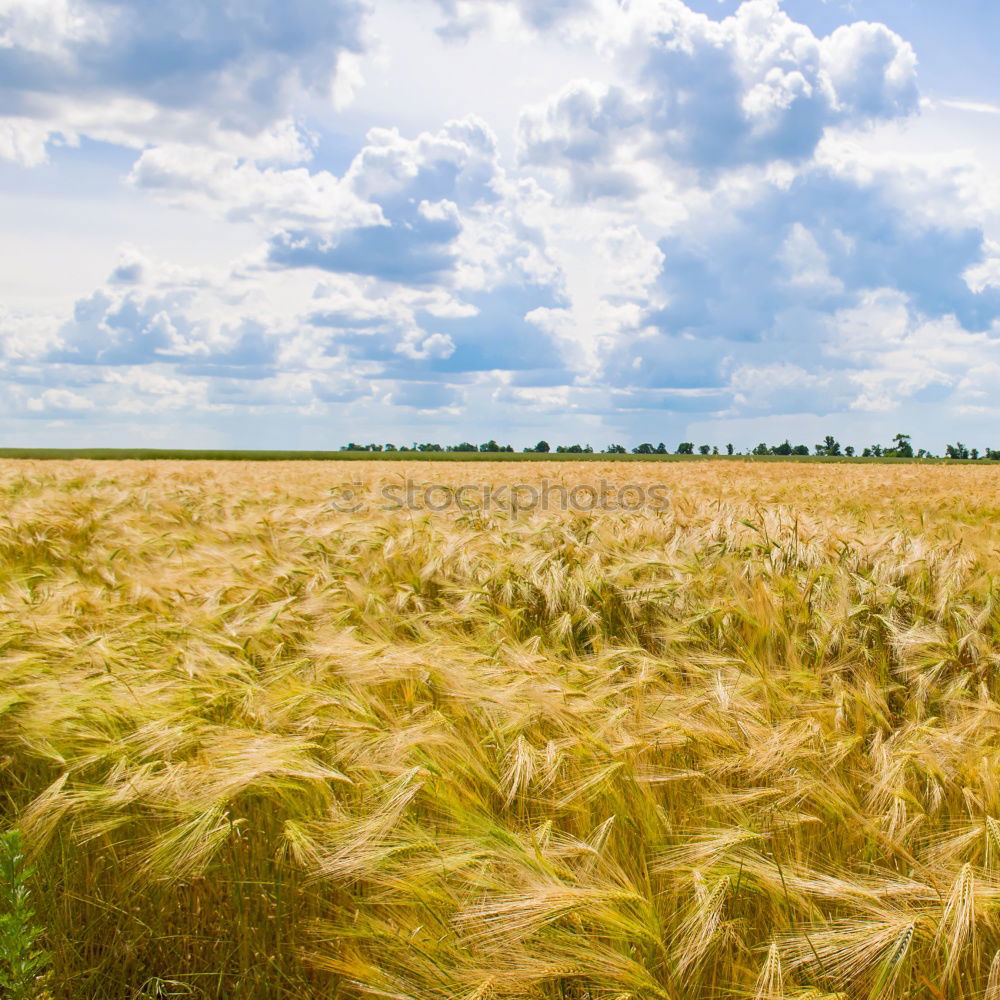 Similar – Image, Stock Photo summer field Field Summer