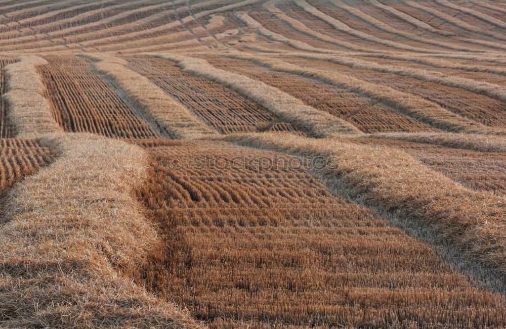 Similar – good seeding Exterior shot