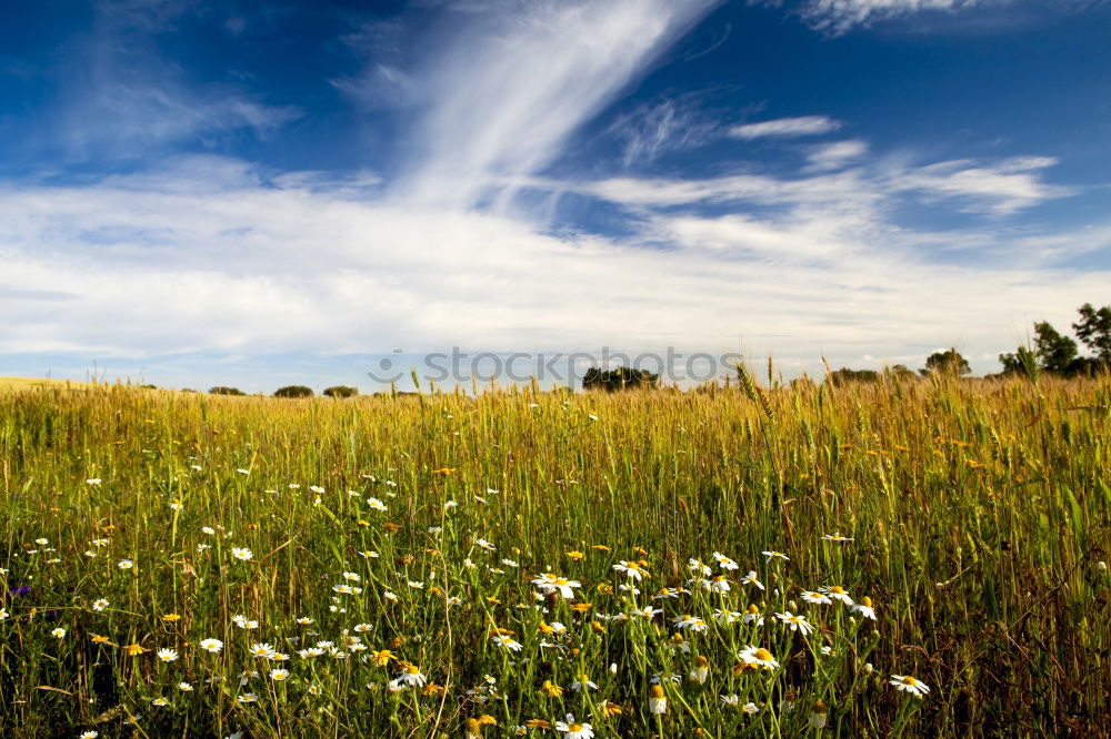 Similar – Foto Bild gelbe Blumen mit hellem Getreidefeld und blauem Himmel im Hintergrund