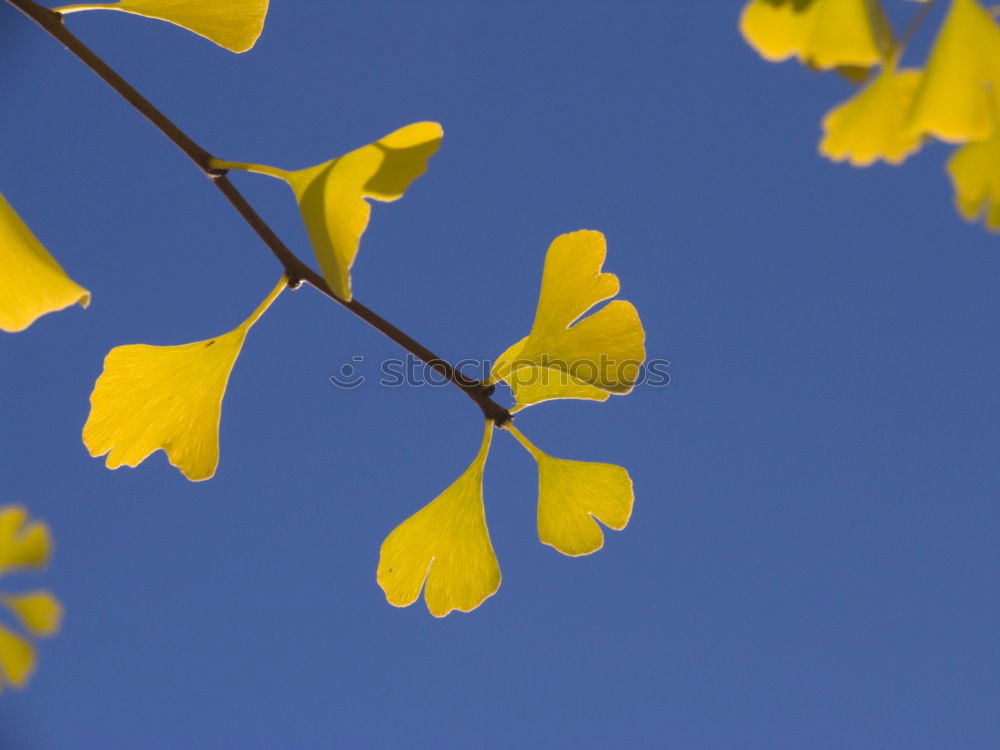 Similar – Goldglöckchen Natur