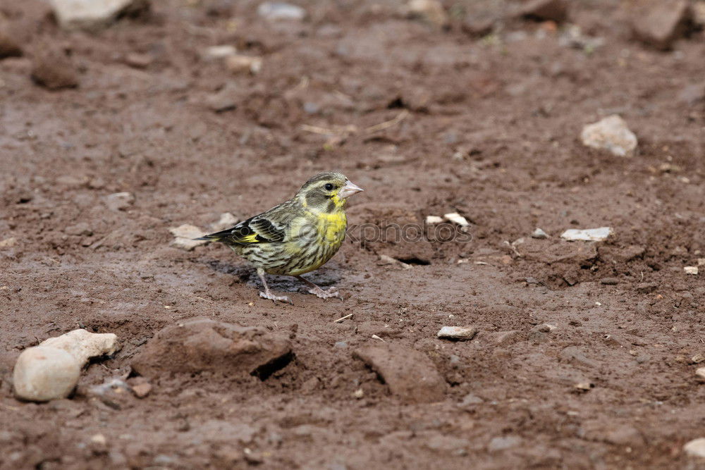 Similar – Foto Bild Ende einer Reise Vogel