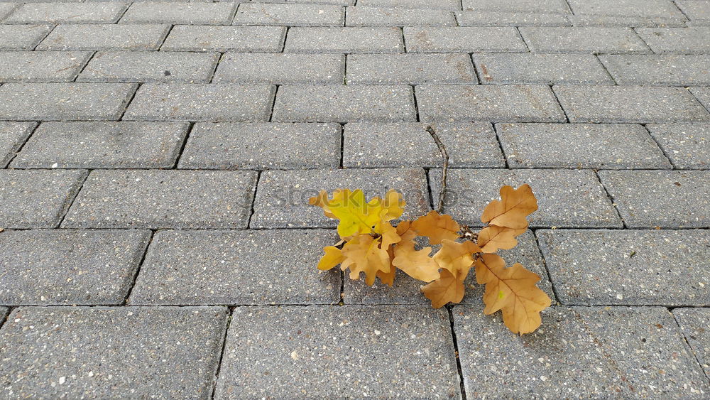 Similar – Foto Bild Herbstfarben… Umwelt