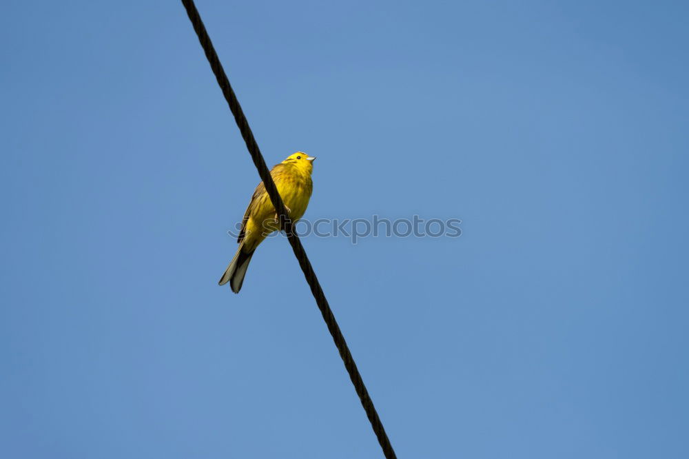 Image, Stock Photo dragonfly Dragonfly Insect