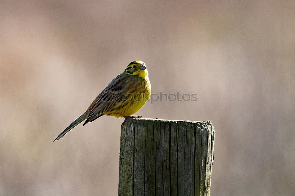 Similar – Image, Stock Photo Yellowhammer in a tree