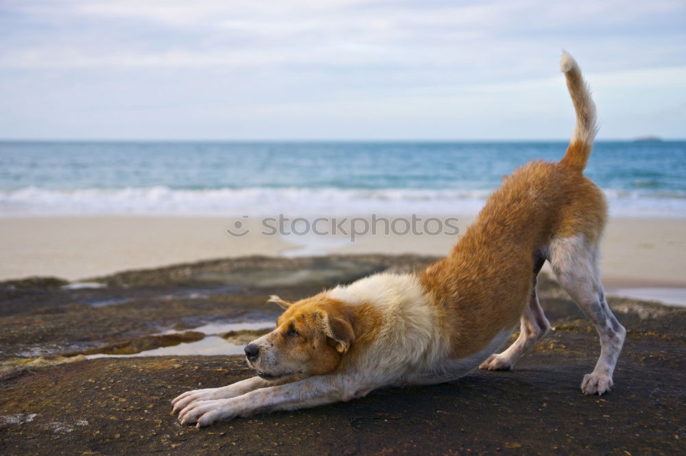 Similar – Image, Stock Photo Boston Terrier Beach Ocean