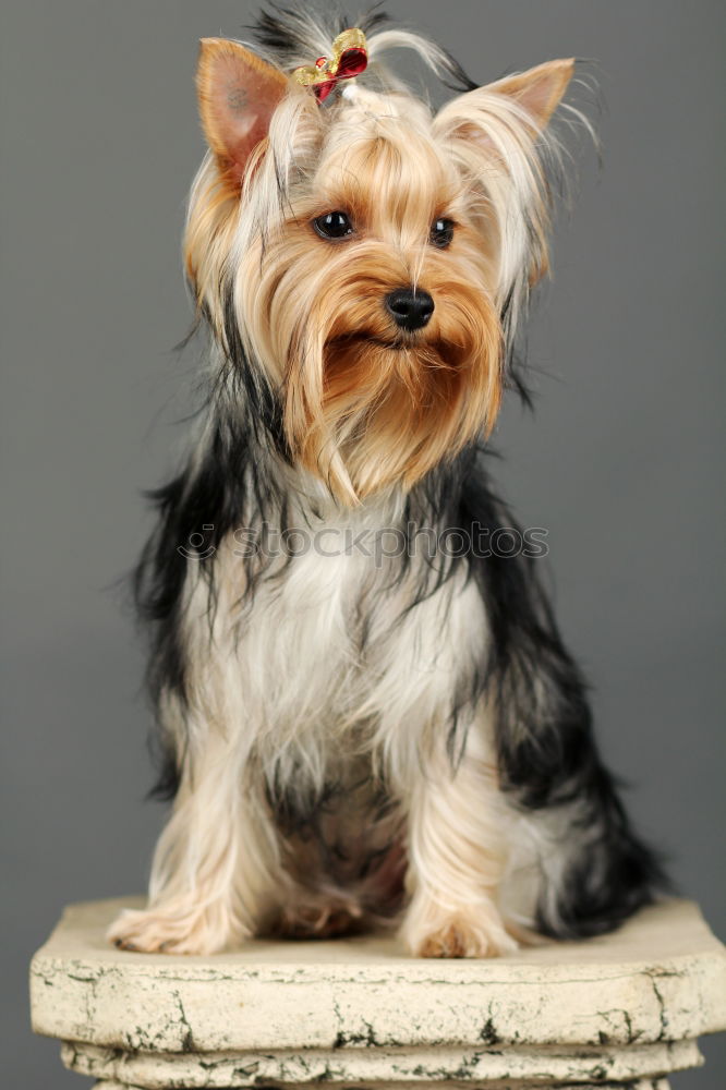 Yorkshire Terrier Tier