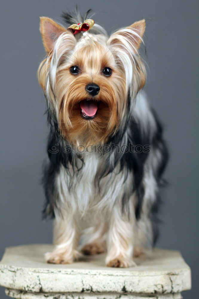 Similar – nice water dog on the sofa looks in front