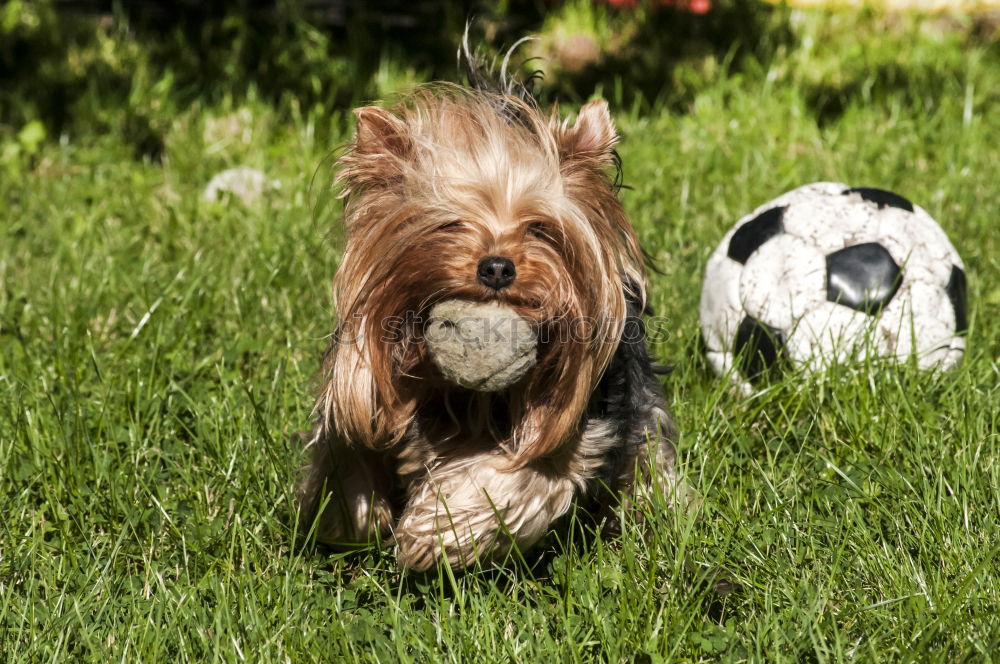 Similar – English Cocker spaniel dog