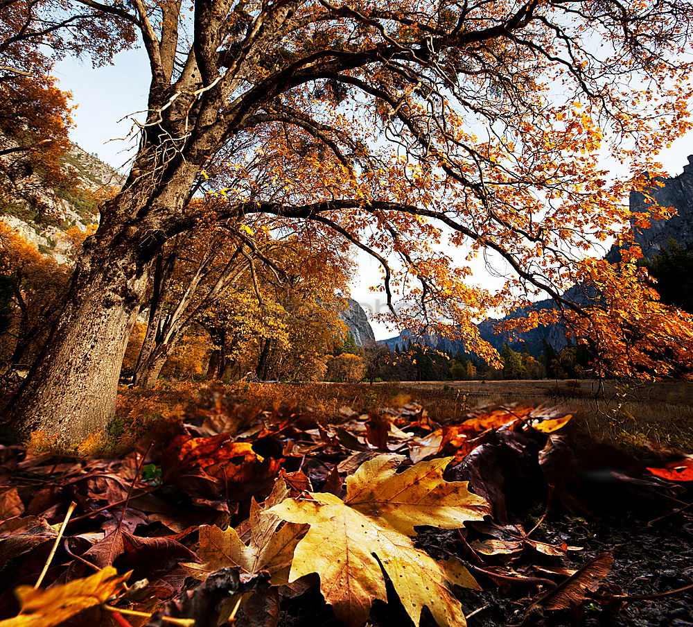 Similar – Image, Stock Photo autumn outlook