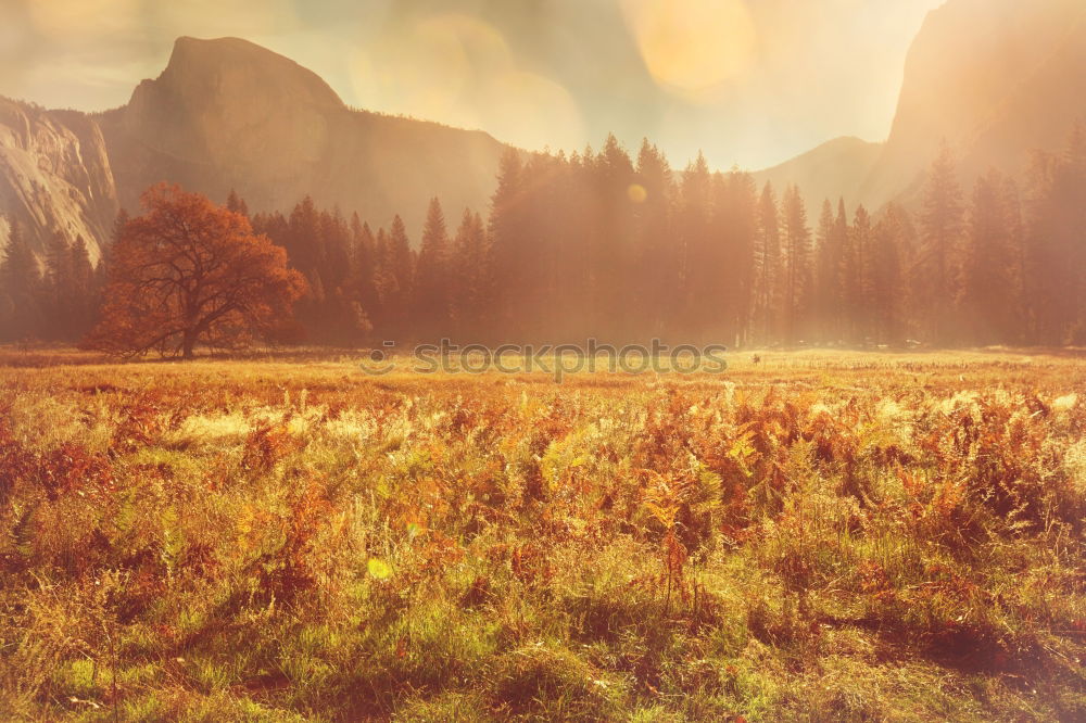 Similar – Misty river in the morning. Panorama. Warm summer morning