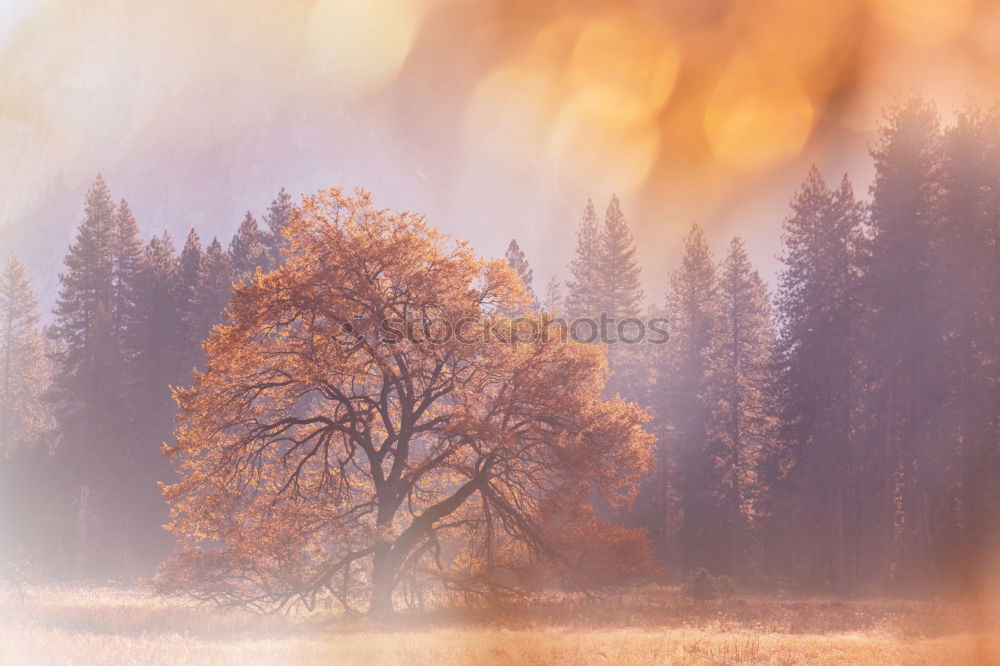 Similar – Image, Stock Photo Wooden barn and alpine snowy scenery