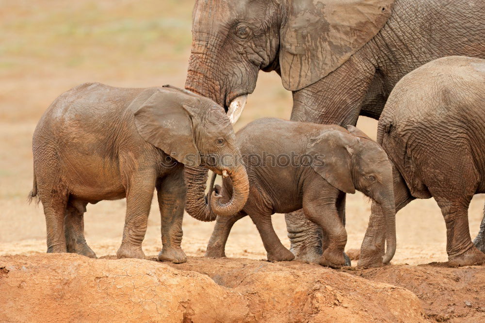 Similar – Image, Stock Photo Elephants in the addo elephant national park