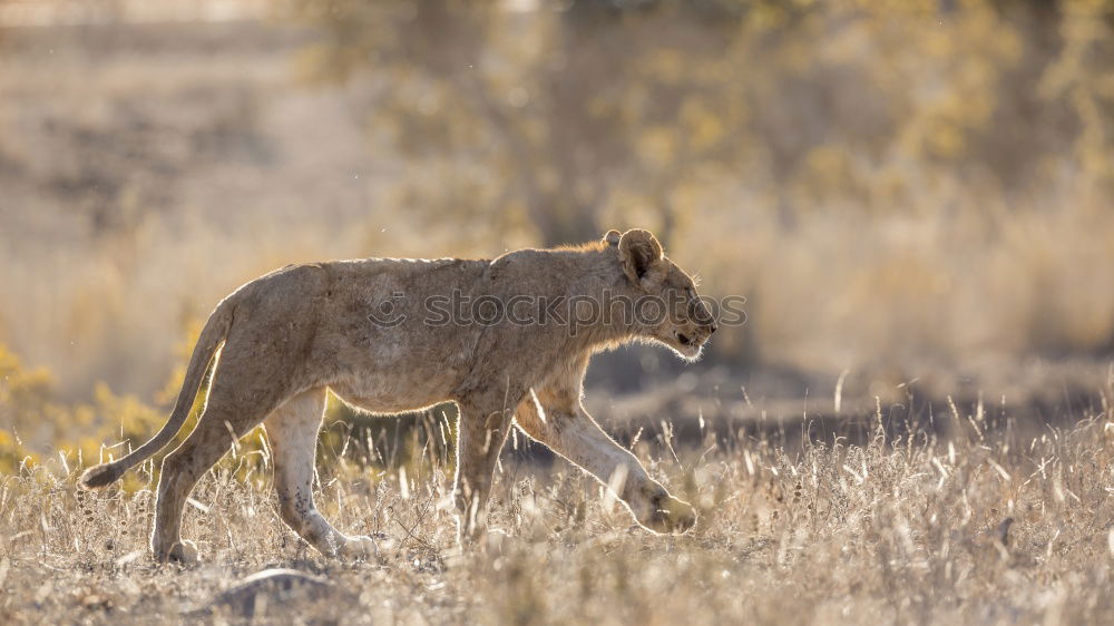 Similar – Jackal Namibia Savannah