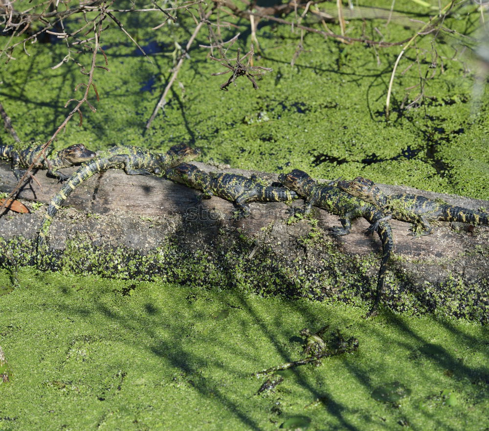 Similar – Image, Stock Photo Close up portrait of crocodile in green duckweed