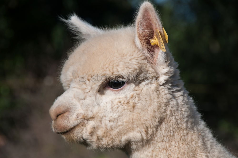 Similar – Image, Stock Photo North Sea Lamb Animal