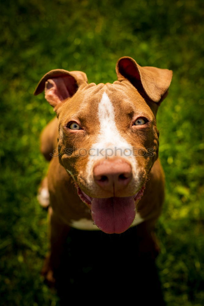 Similar – Image, Stock Photo Cardhu Pt. 2 Nature Grass