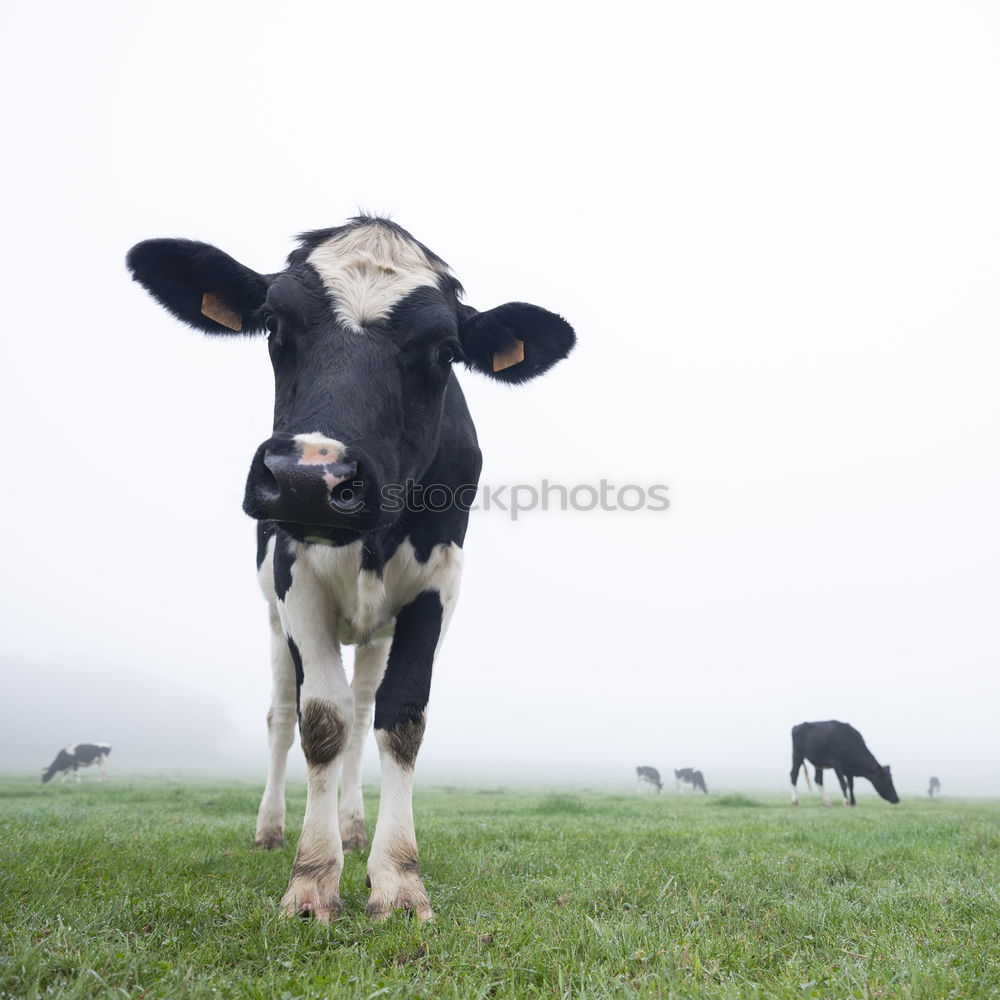 Similar – Image, Stock Photo Pitztal young cattle