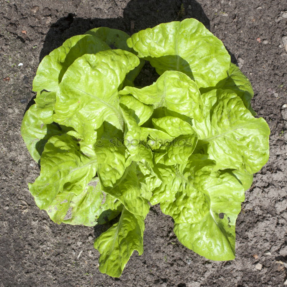 Similar – salad Lettuce