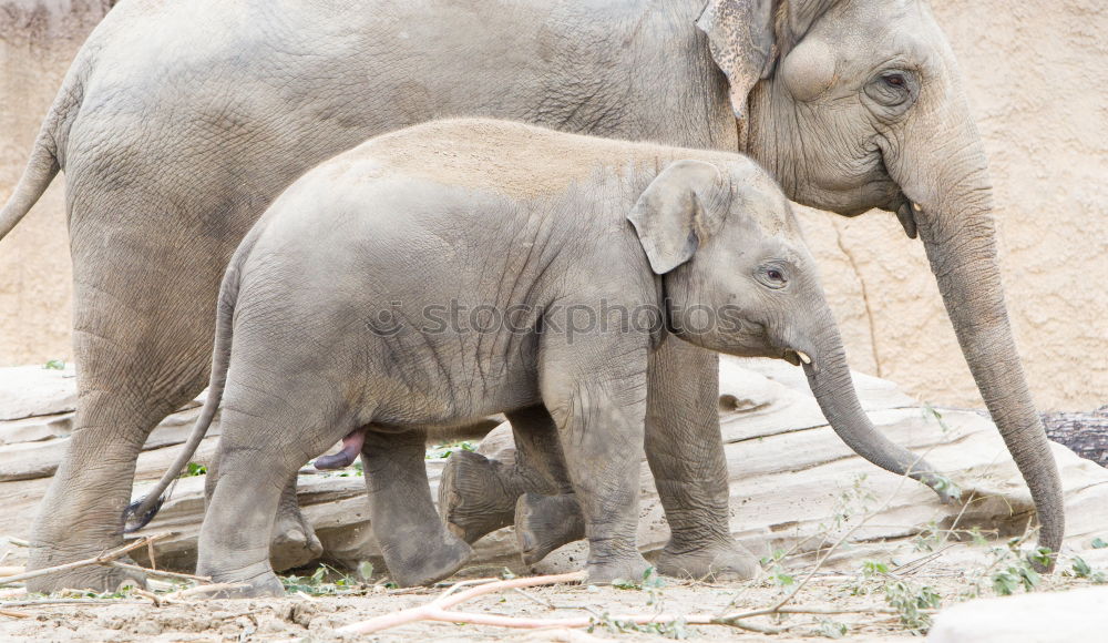 Similar – Image, Stock Photo Asian elephants Elephant