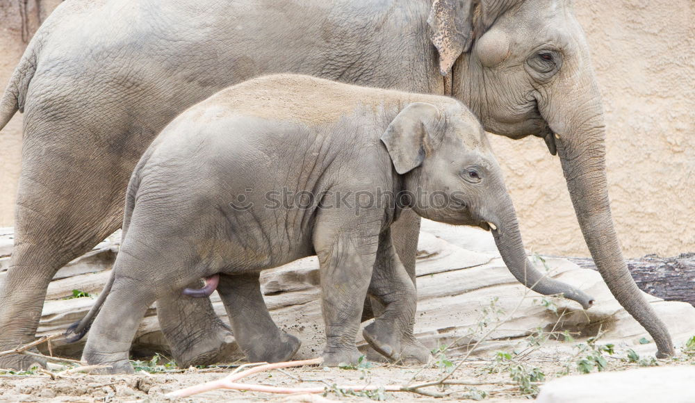 Image, Stock Photo Asian elephants Elephant