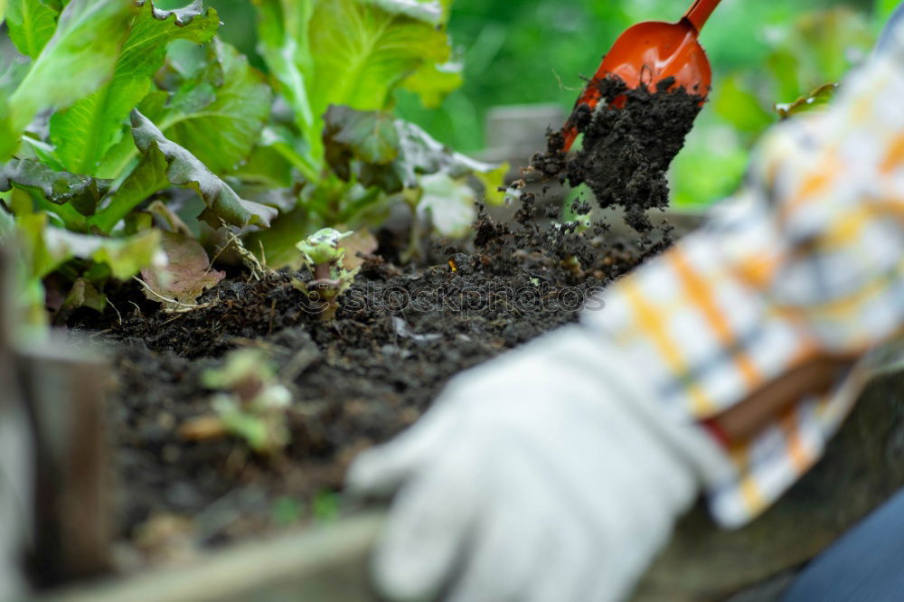 Similar – Image, Stock Photo Harvesting vegetables in agriculture with your hands on the field