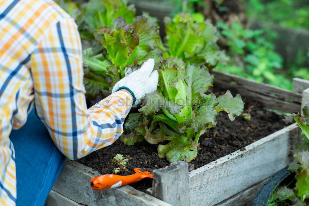 Similar – Picking radishes in the garden