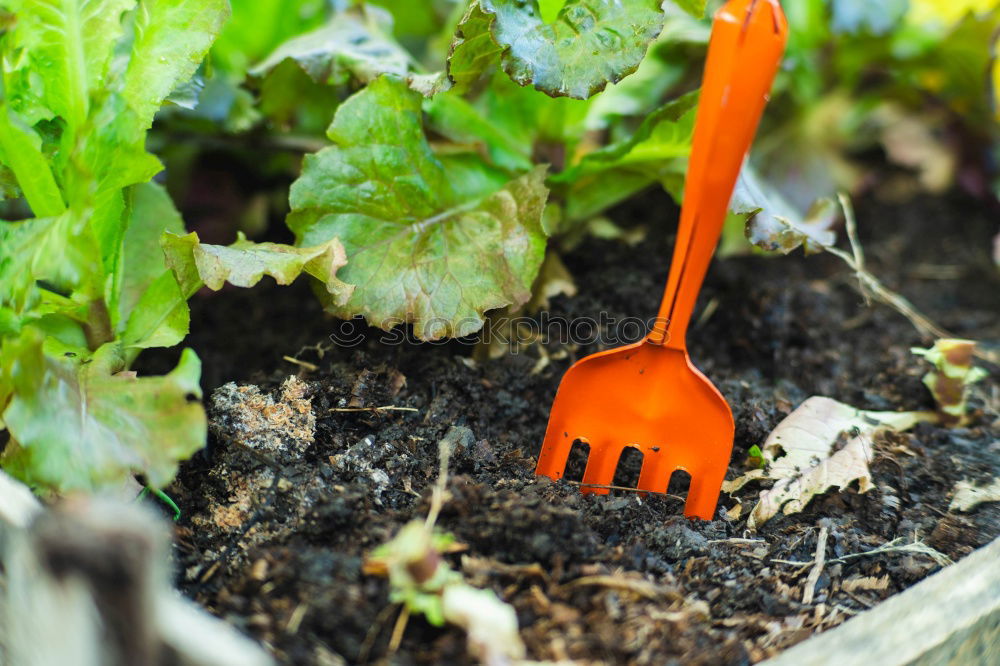 Similar – Image, Stock Photo Old garden shovel on flower root