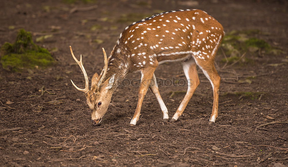 Similar – Image, Stock Photo fawn Fawn Roe deer 1