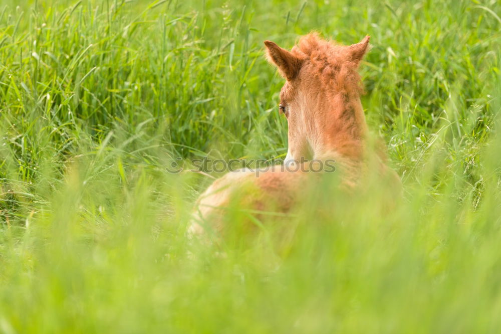 Similar – Image, Stock Photo grass-eaters Nature Animal