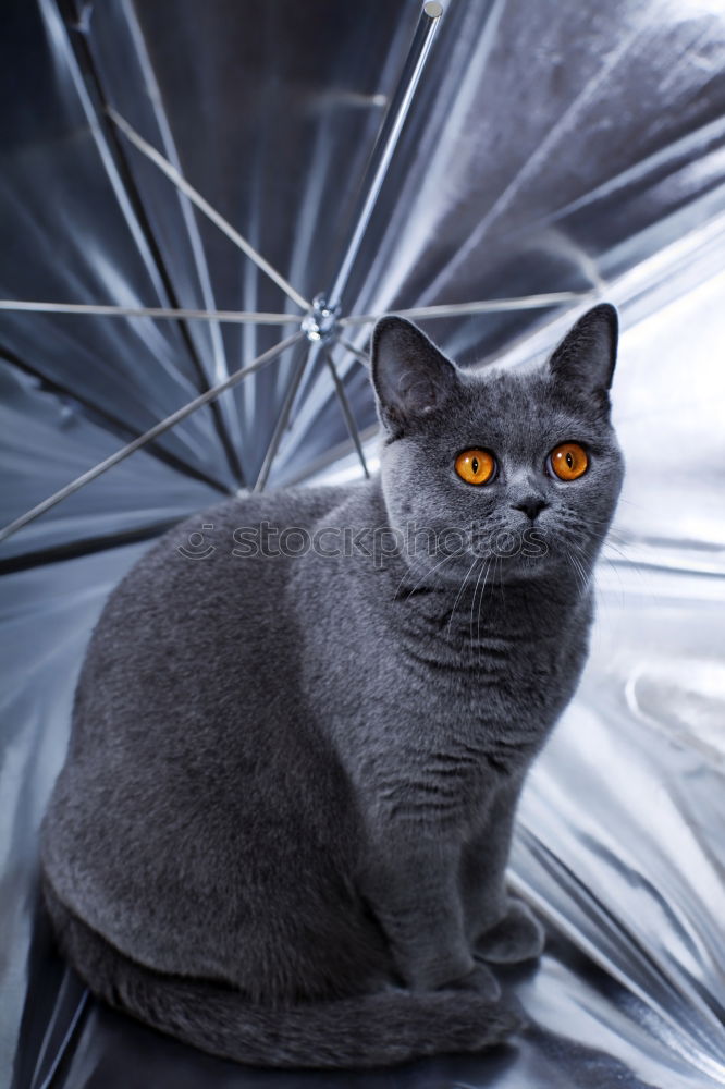 Similar – Image, Stock Photo Russian Blue Cat Elegant