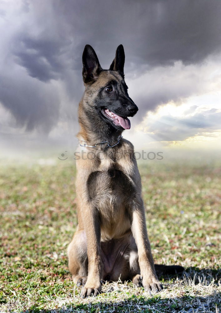 Similar – Image, Stock Photo German shepherd dog