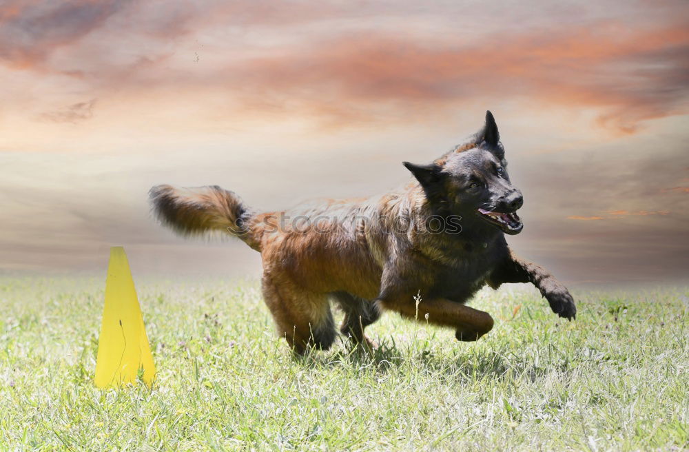 Similar – Image, Stock Photo Rough hair dachshund in front of the lens