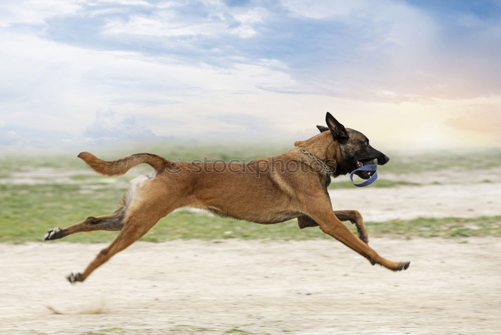 Similar – Happy black and tan dog standing panting