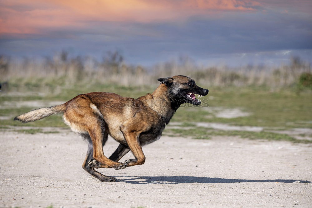 Similar – Dogs running near waving sea