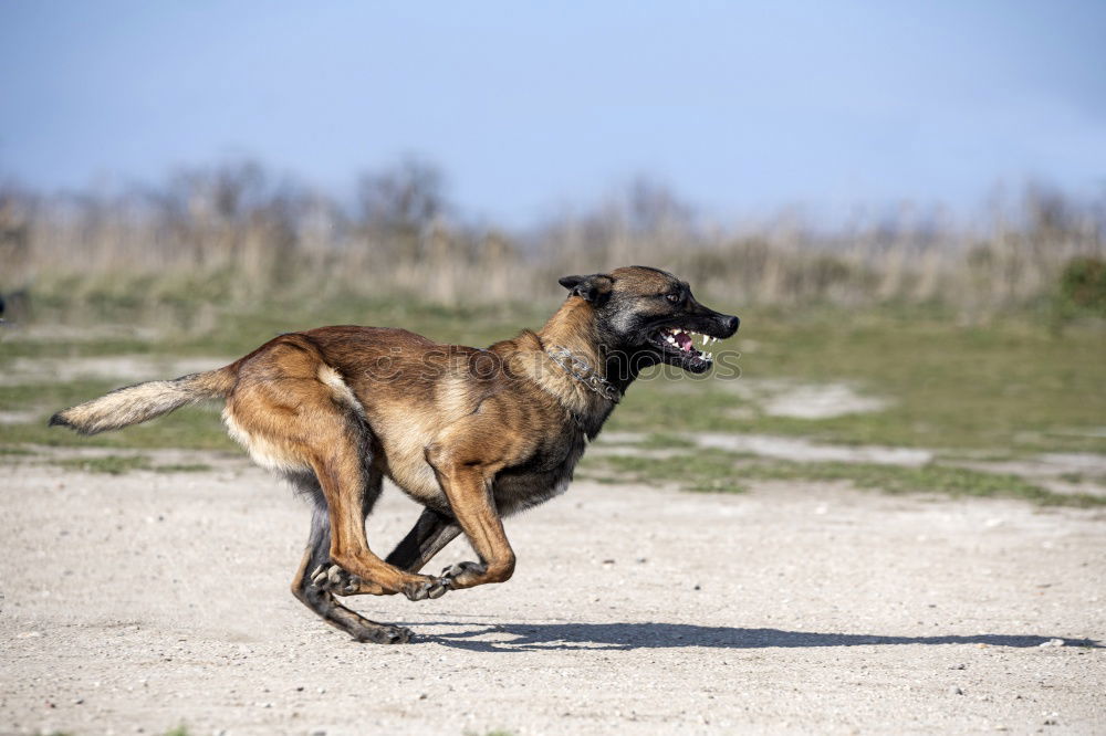 Similar – Foto Bild Endspurt Jagdhund Hund