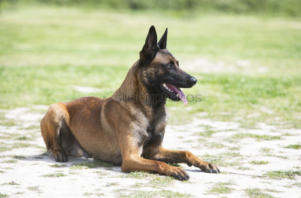 Similar – Belgian Shepherd Malinois