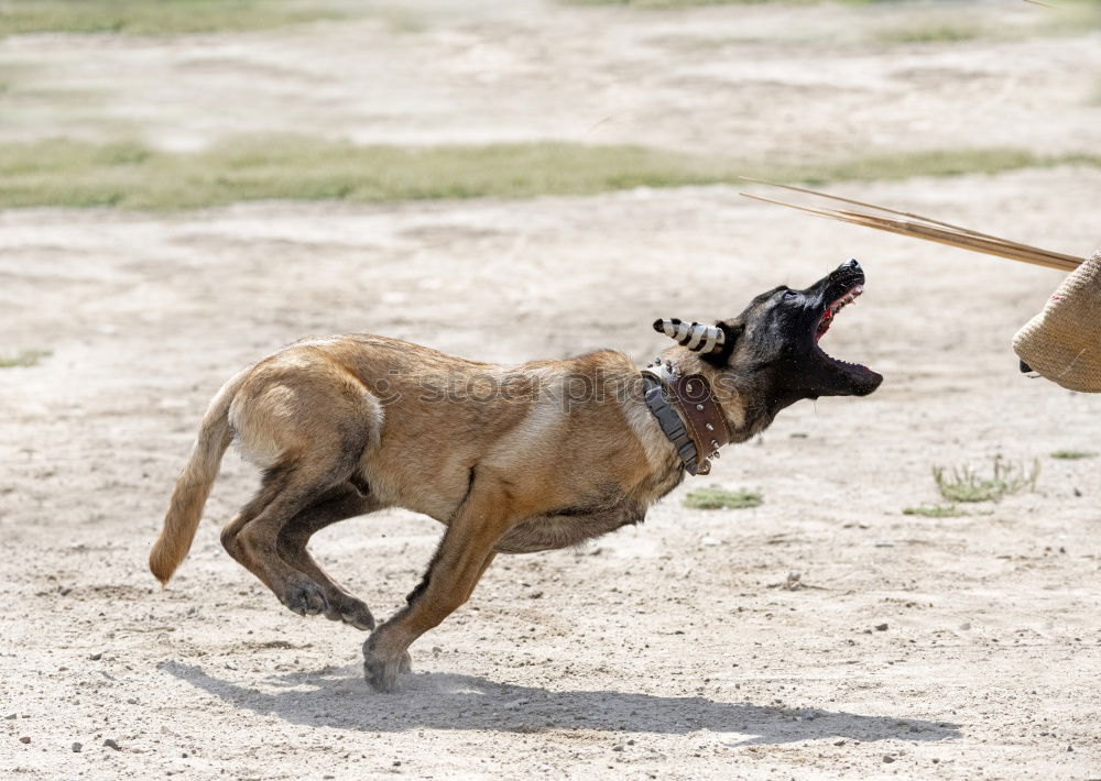 Image, Stock Photo amy Animal Pet Dog 1