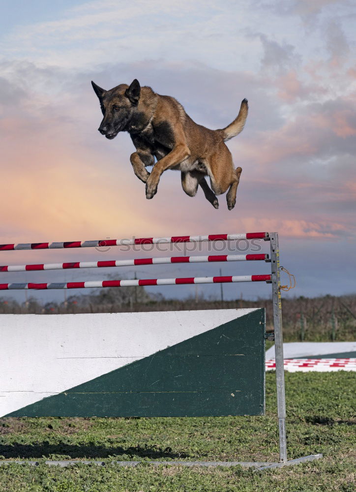 Similar – Foto Bild mit Biss Tier Haustier