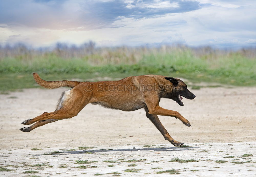 Similar – Image, Stock Photo Malinois Dog Play Jumping Running Outdoor In Park. Belgian Sheepdog Are Active, Intelligent, Friendly, Protective, Alert And Hard-working. Belgium, Chien De Berger Belge Dog