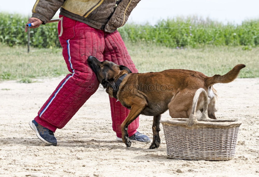 Similar – Foto Bild hol das stückchen Hund