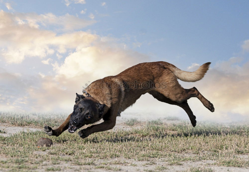 Similar – Image, Stock Photo grazing Ride Nature