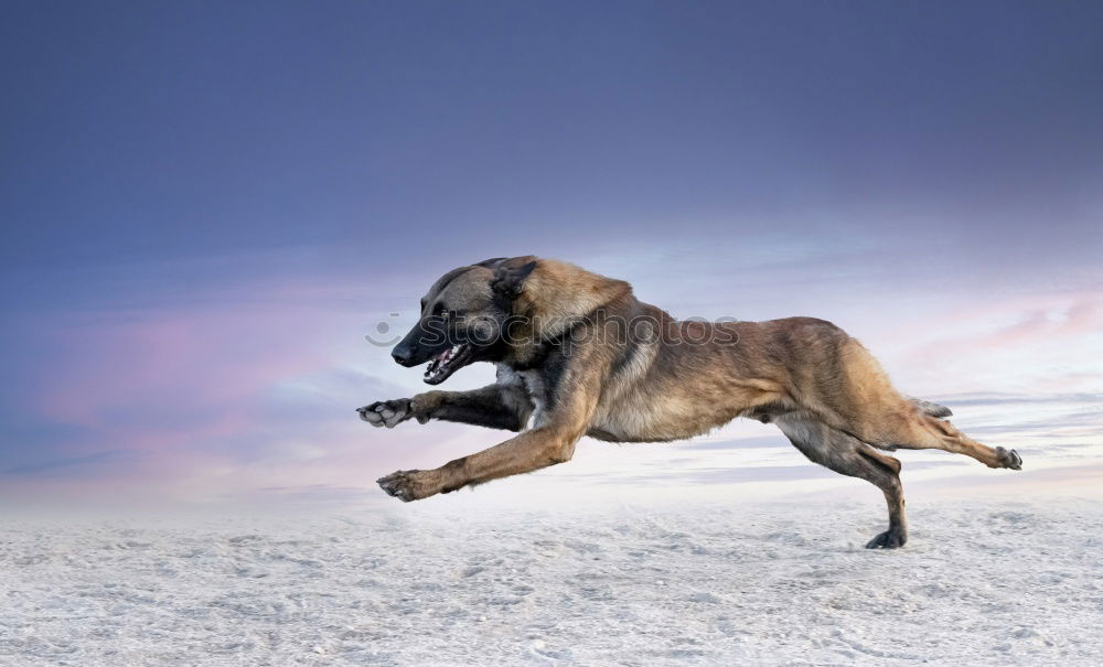 Similar – Image, Stock Photo shadow dog Dog Animal